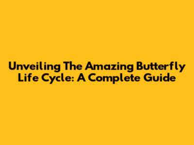Unveiling The Amazing Butterfly Life Cycle: A Complete Guide